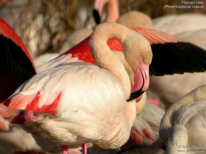 Greater Flamingo