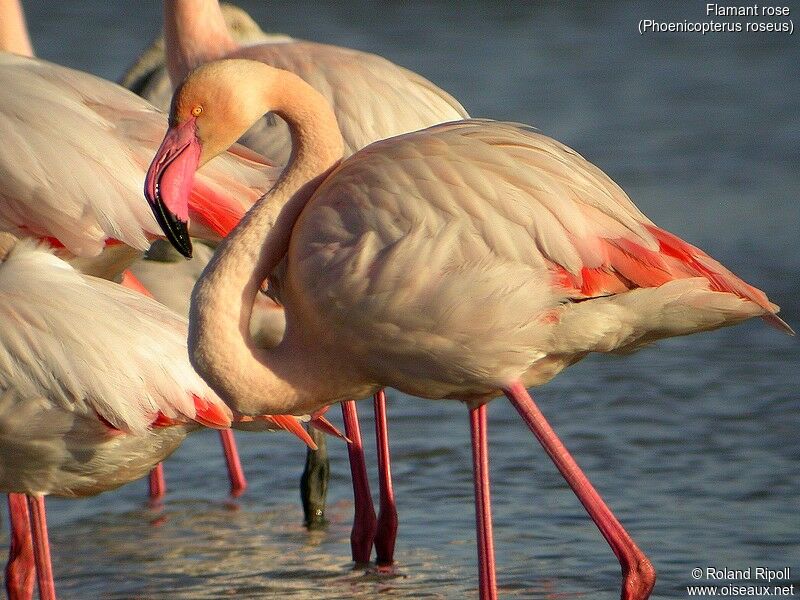 Greater Flamingo