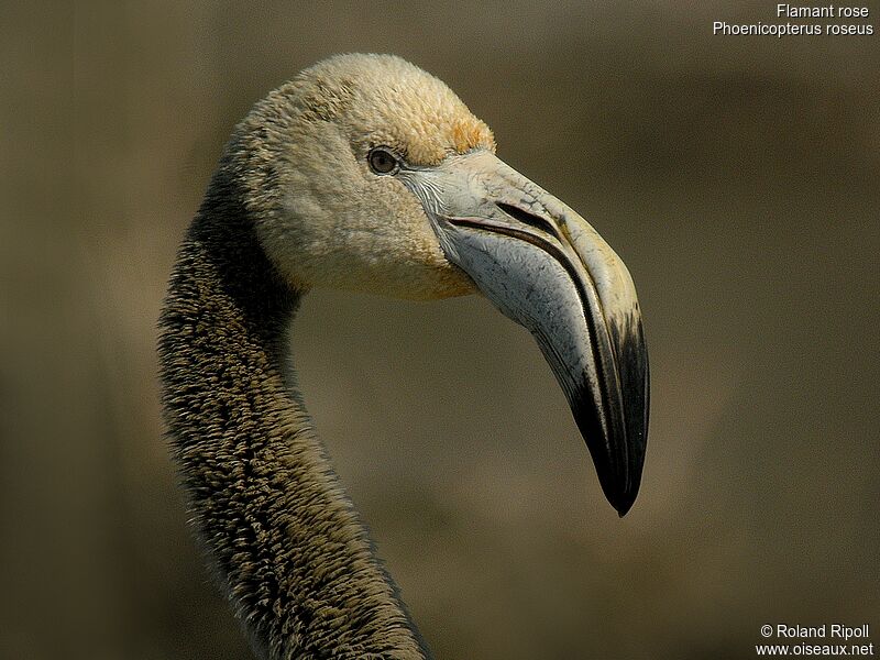 Greater Flamingojuvenile