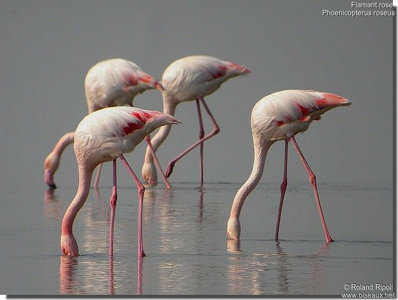 Greater Flamingoadult