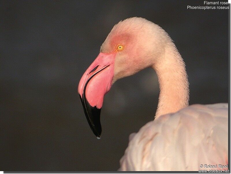 Greater Flamingoadult