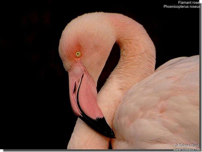 Greater Flamingoadult