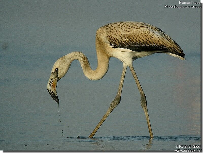 Flamant rosejuvénile