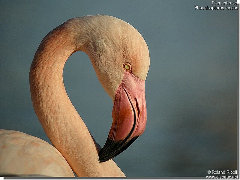 Flamant roseadulte