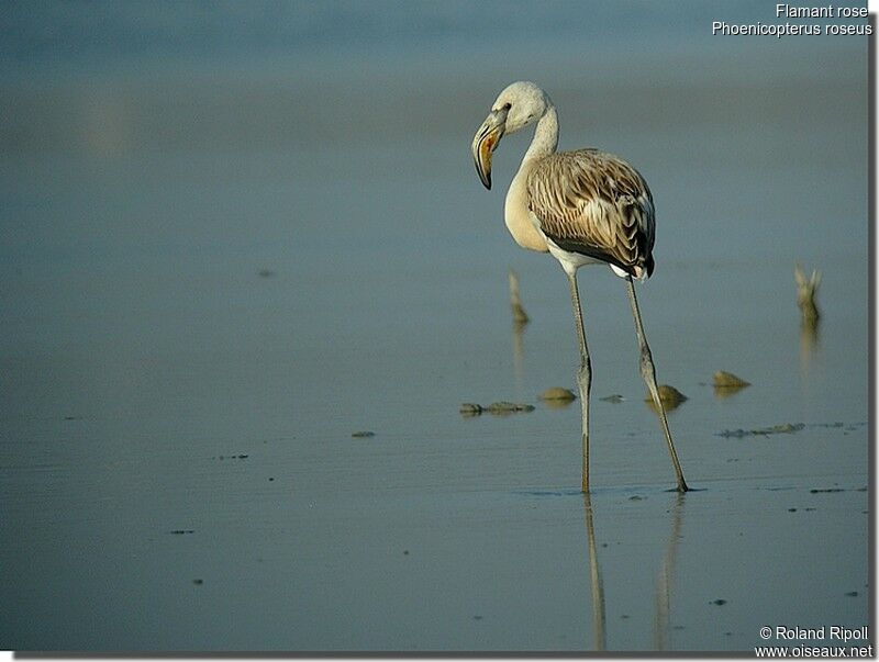 Greater Flamingojuvenile