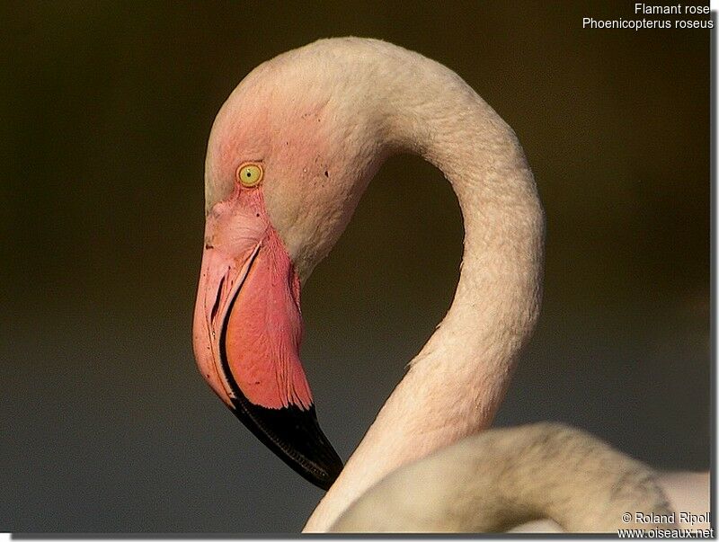 Flamant roseadulte