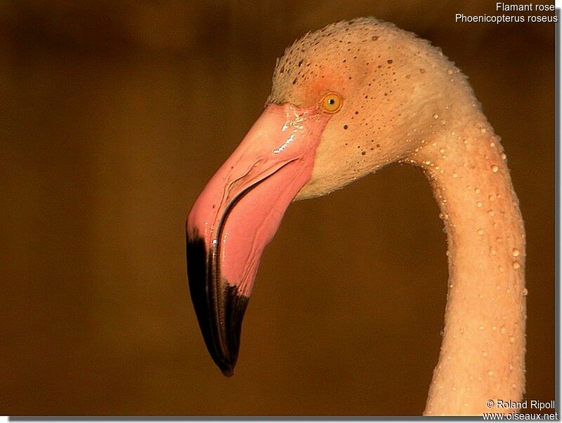 Flamant roseadulte