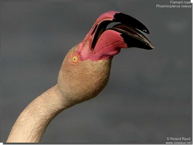 Flamant roseadulte