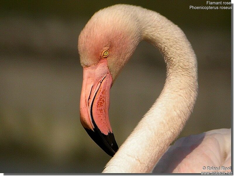 Flamant roseadulte