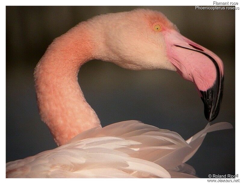 Greater Flamingoadult