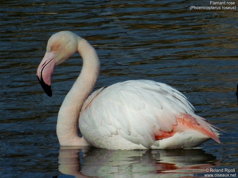 Greater Flamingo