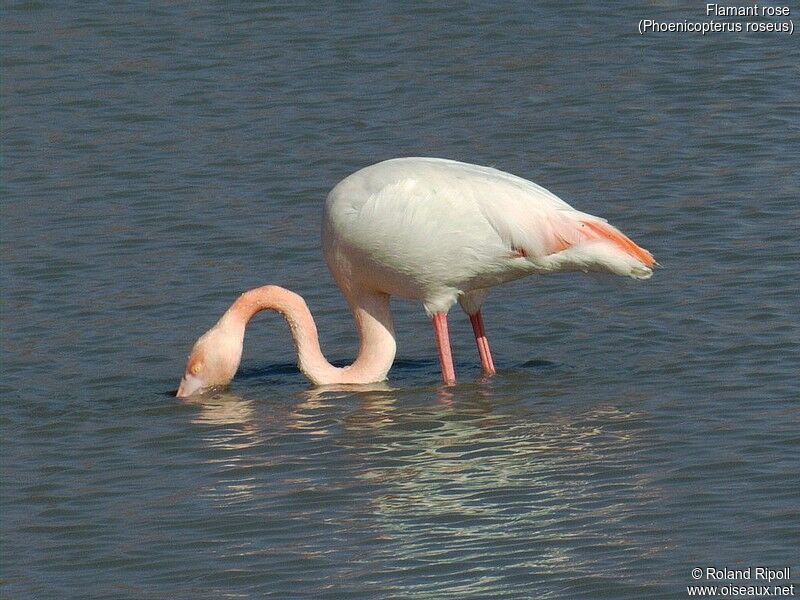 Greater Flamingo