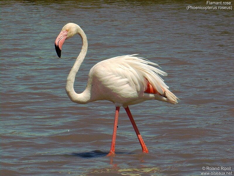 Greater Flamingo