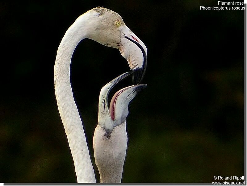 Flamant rose adulte