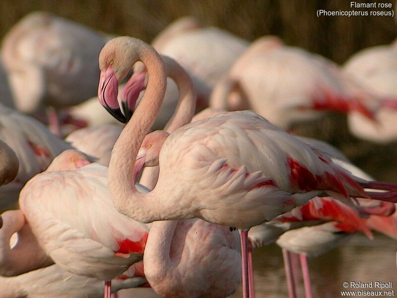 Flamant rose