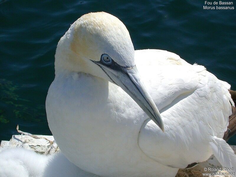 Northern Gannetadult breeding