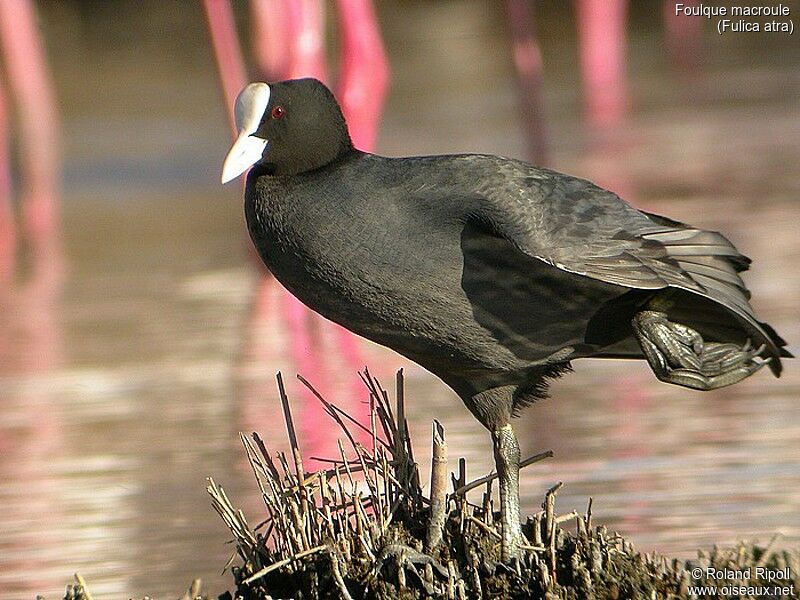 Eurasian Coot