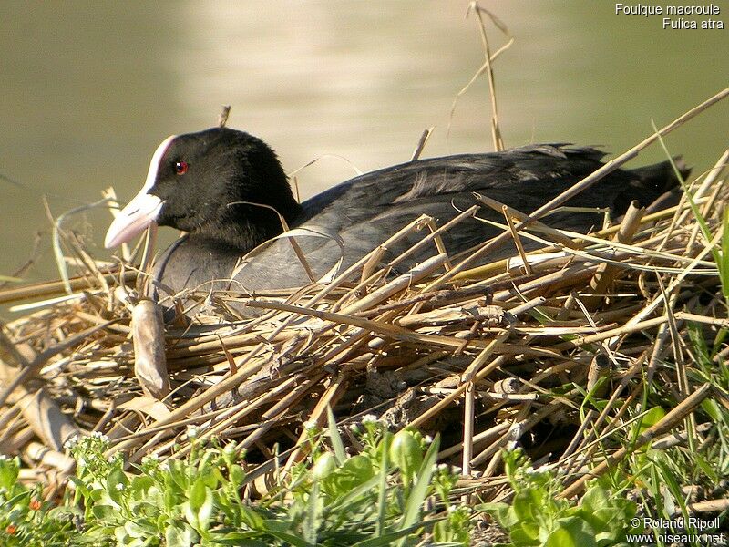 Eurasian Cootadult breeding