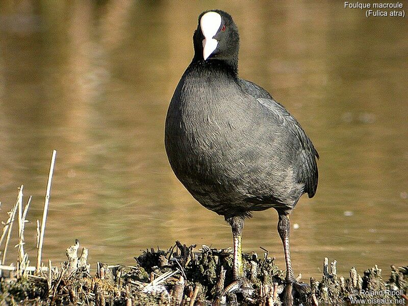 Eurasian Coot