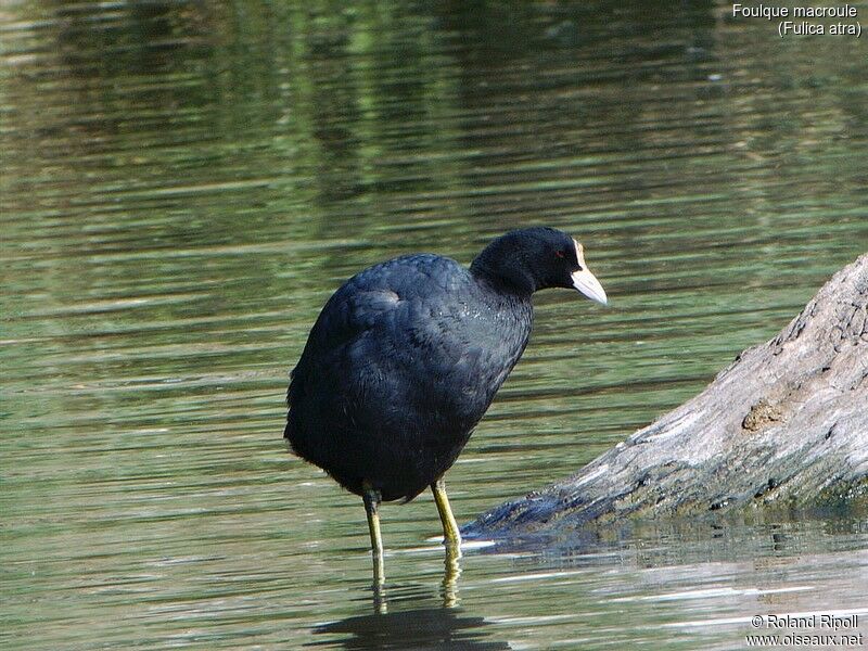 Eurasian Coot