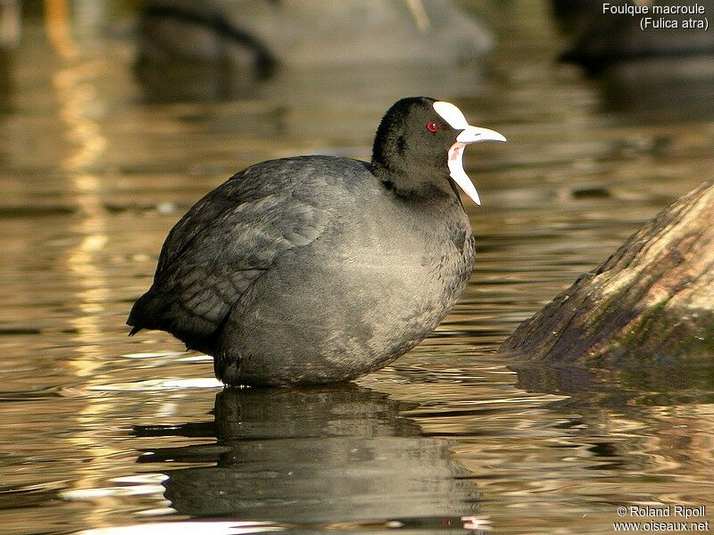 Eurasian Coot