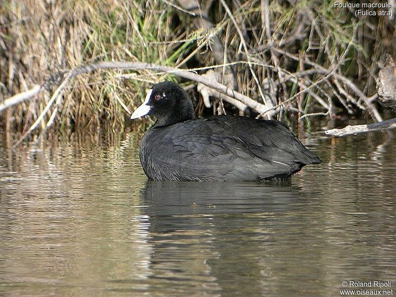 Eurasian Coot