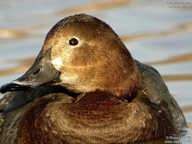 Common Pochard