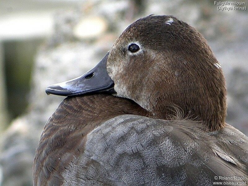 Common Pochard