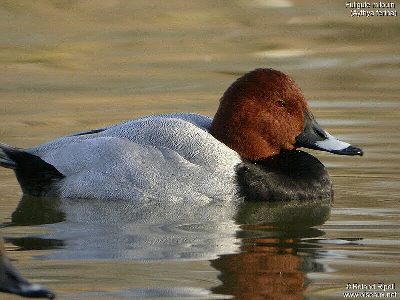 Common Pochard