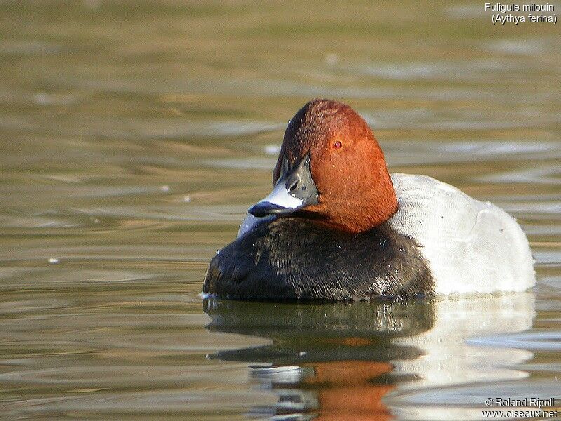 Common Pochard