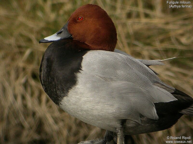 Common Pochard