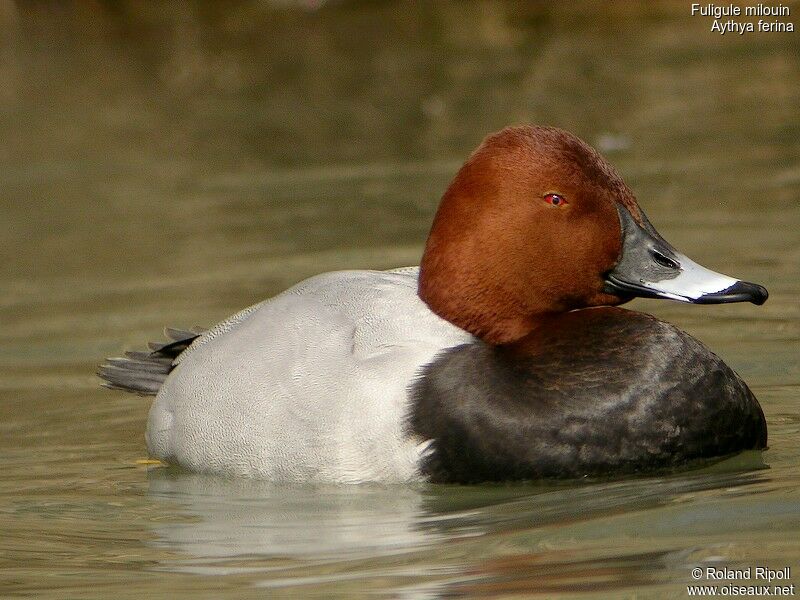 Common Pochard male adult