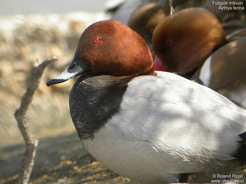 Common Pochard male adult