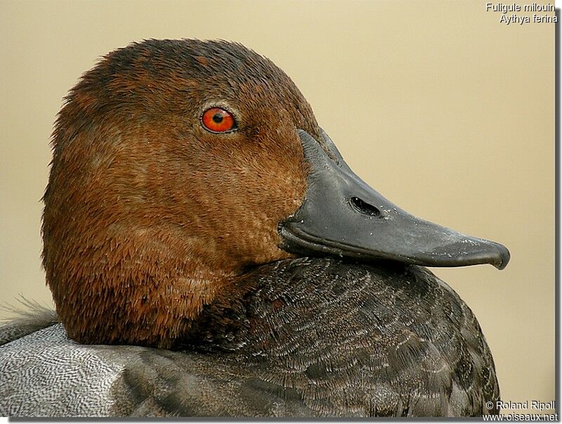 Common Pochard male adult