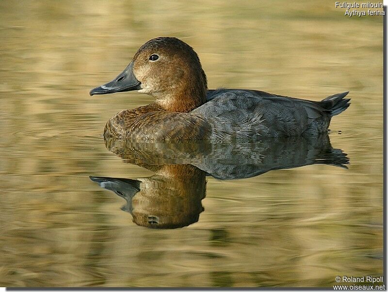 Common Pochard female adult