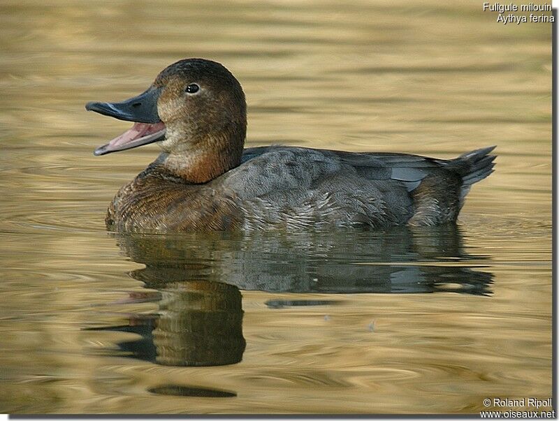 Common Pochard female adult, identification