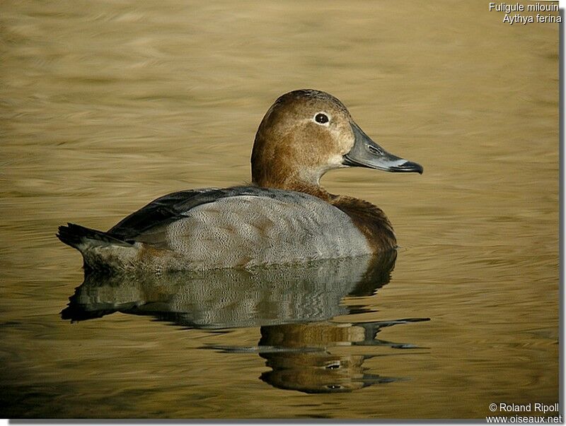 Common Pochard female adult