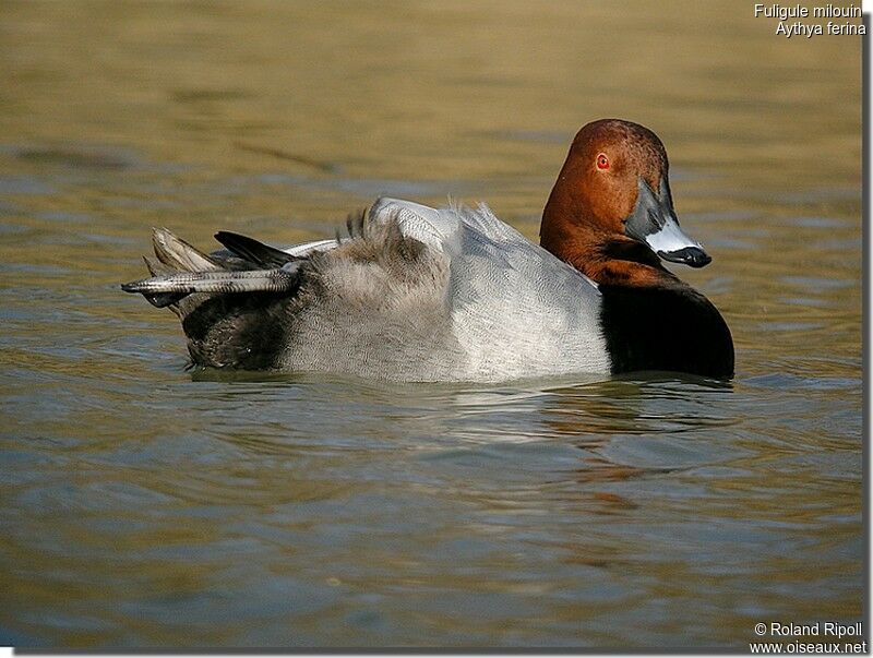 Common Pochard male adult