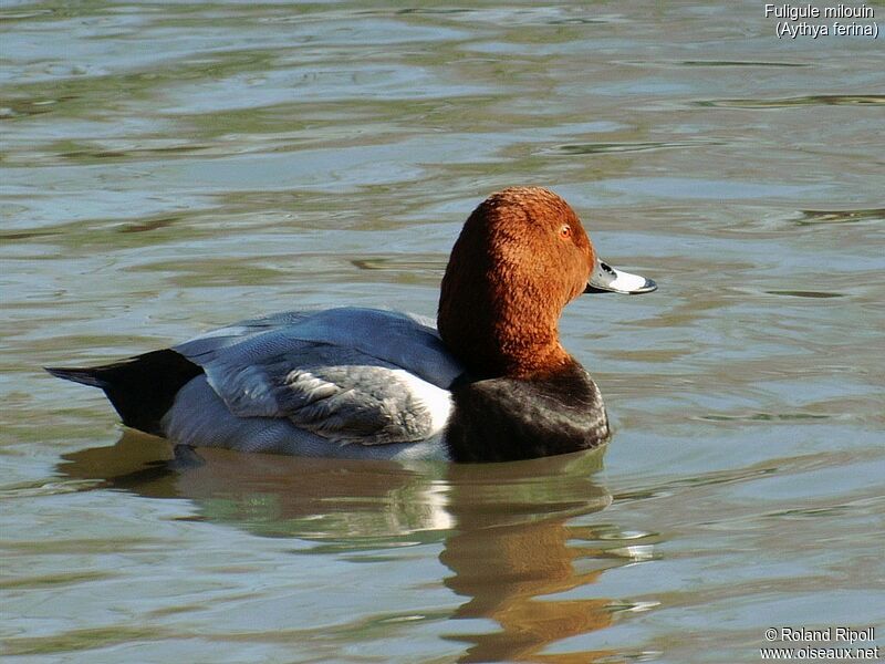 Common Pochard