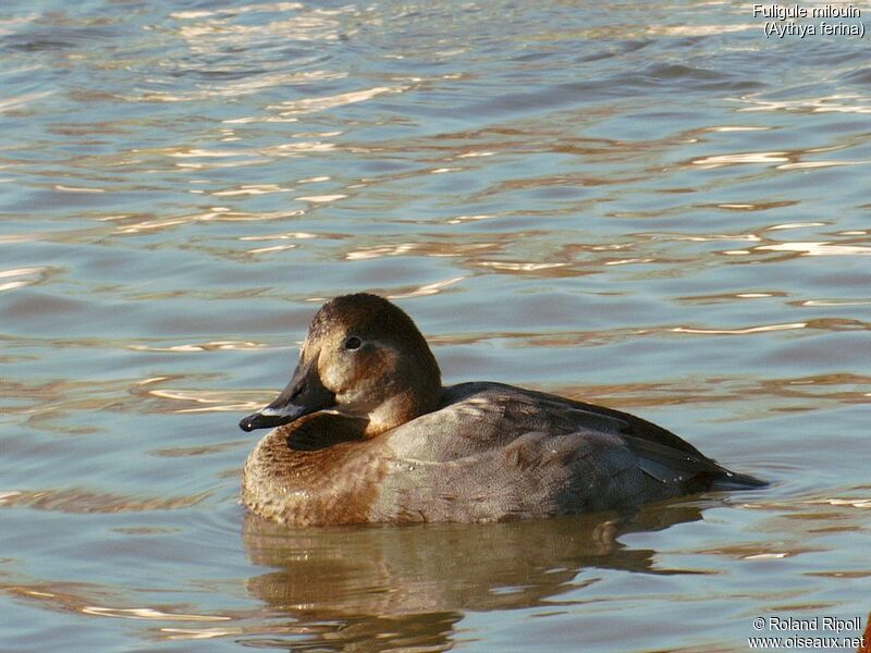 Common Pochard