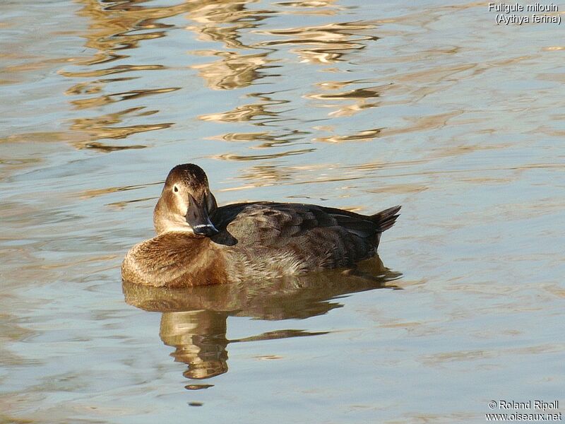 Common Pochard