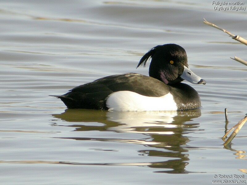 Tufted Duck