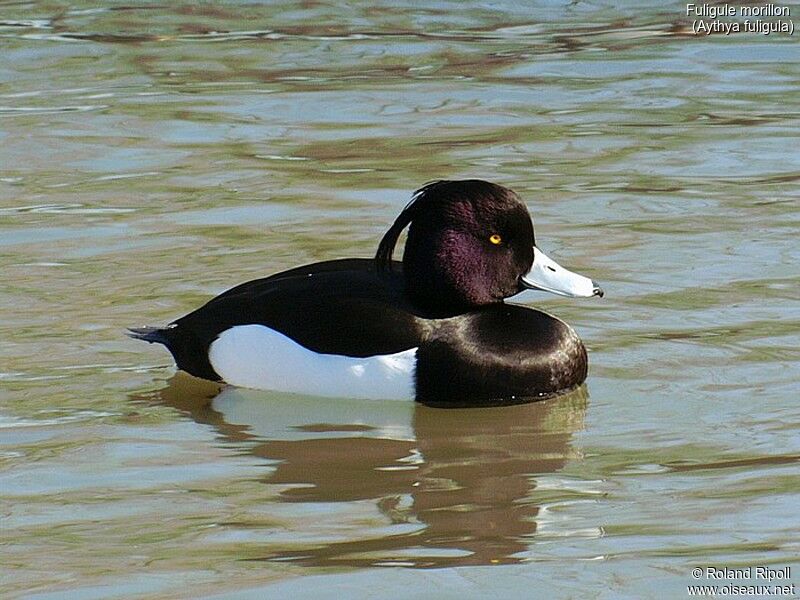 Tufted Duck