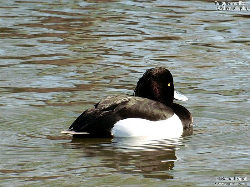 Tufted Duck