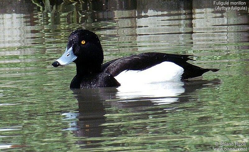 Fuligule morillon