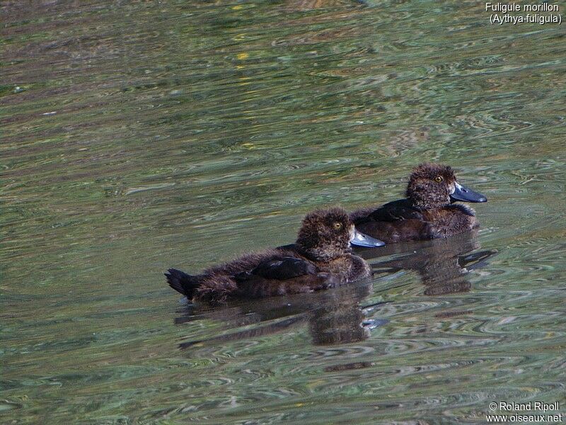 Tufted Duck