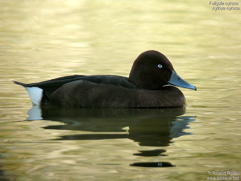 Ferruginous Duck male adult