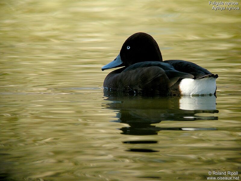 Ferruginous Duck male adult