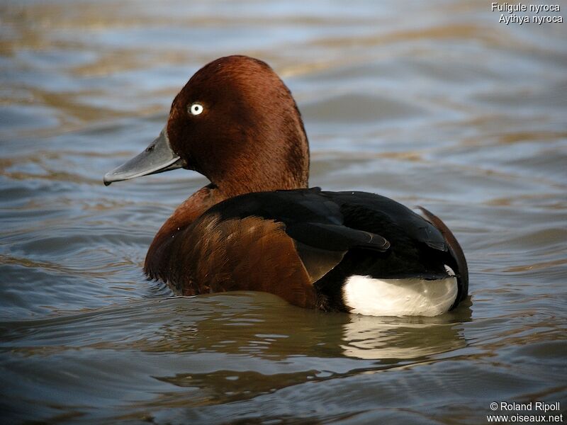 Ferruginous Duck male adult