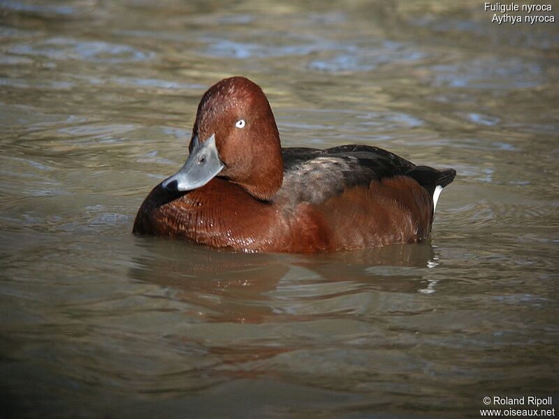 Ferruginous Duck male adult